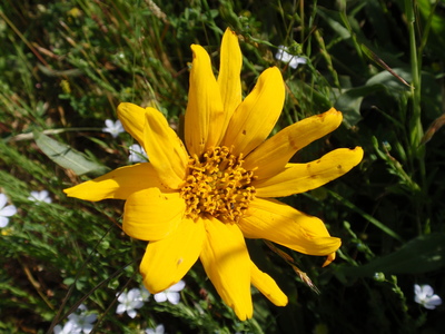 Wyethia angustifolia