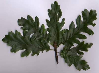 Quercus cerris