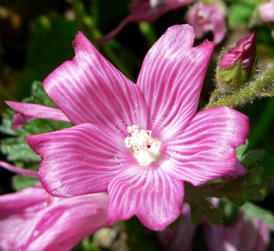 Sidalcea malviflora