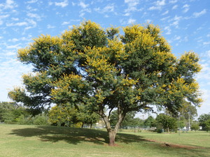 Cape Thorn Tree