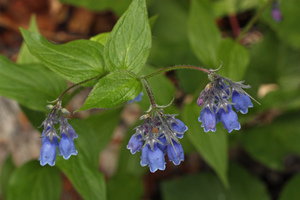 Tall bluebells