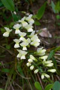 Plains Wild Indigo