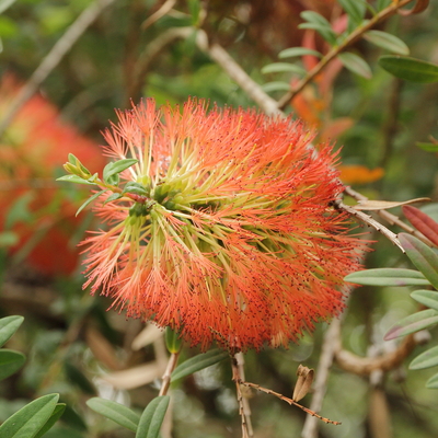 Melaleuca hypericifolia