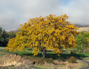 Honey locust