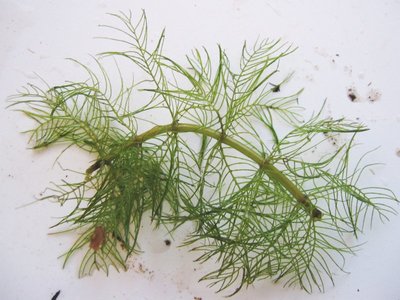 Myriophyllum verticillatum