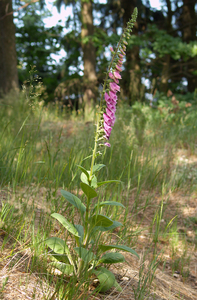 Foxglove