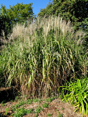 Miscanthus floridulus