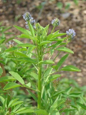 Trigonella caerulea