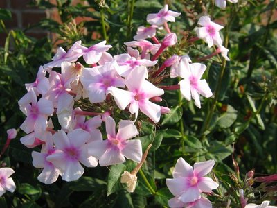 Phlox paniculata