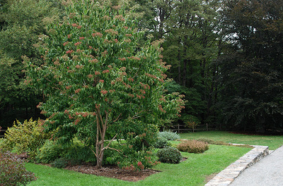 Fall Color