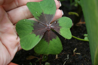 Oxalis tetraphylla