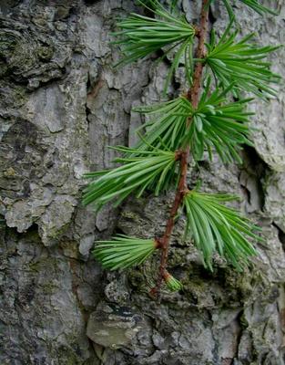 Larix kaempferi