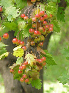 Hawthorn-leaf crab apple