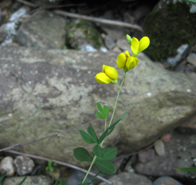 Baptisia tinctoria