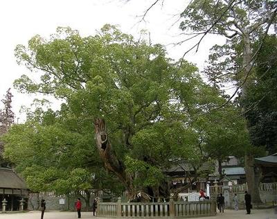 Cinnamomum camphora