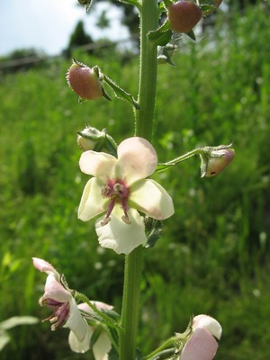 Verbascum blattaria