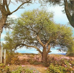 White carob tree