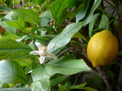 Citrus limon