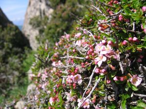 Mountain Cherry