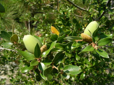 Quercus chrysolepis