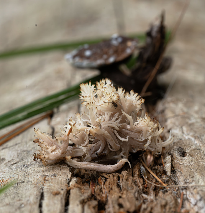Pleasant observations from a good hike in the White Mountains, New Hampshire, USA:

+ Calligrapher fly (toxomerus)
+ Digging bees (anthophorini)
+ Jack in the pulpit (arisaema triphyllum)
+ Coral tooth fungus 
+ Rock tripe lichen
+ Yellow fairy cups
+ Wolf's milk (lycogala epidendrum)
+ Cucumber root (medeola virginiana)
+ Honey mushrooms
+ Oakmoss
+ Beard lichen
+ Shield lichen
+ Sphagnum moss
+ Waxcaps
+ Bunchberry
+ Marsh St. John's wart
+ White coral fungus
+ Scalycaps(pholiota) 
+ Three-way sedge