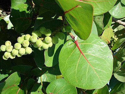 Coccoloba uvifera