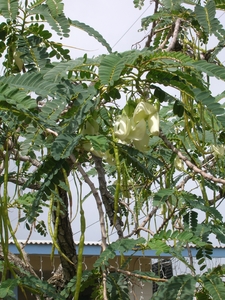 Vegetable Hummingbird