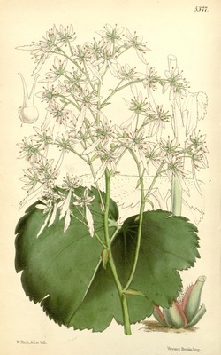 Saxifraga fortunei