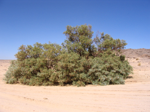 Athel Tamarisk