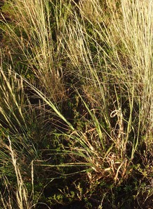 Native Millet