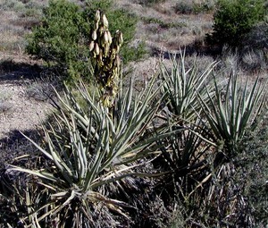 Yucca baccata