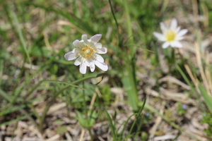 Carolina Anemone