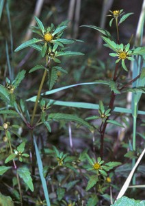 Burr Marigold