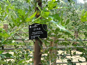 Korean Mulberry