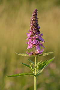 Marsh Woundwort