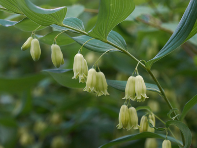 Polygonatum biflorum