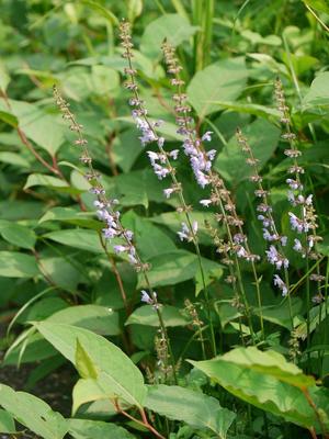 Salvia japonica