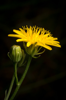 Crepis vesicaria