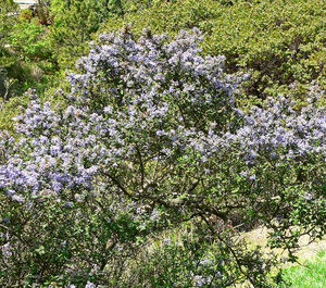 Santa Barbara Ceanothus