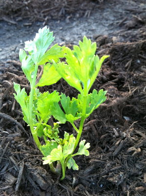 Young leaf celery sprouting from the soil. Picture by Homestead and Gardens.