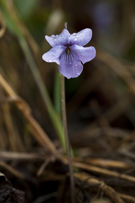 Viola langsdorffii