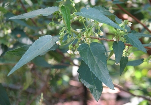 Hemp Bush