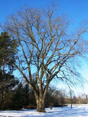 Ulmus glabra