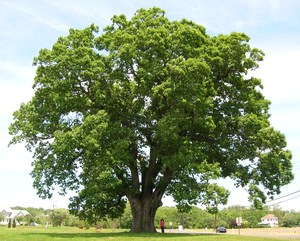 White Oak