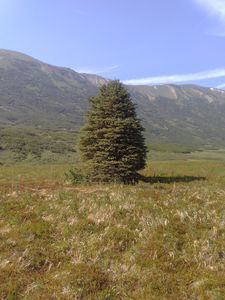 Mountain Hemlock