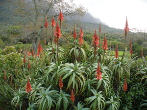 Candelabra Aloe