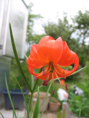 Lilium pumilum