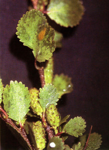 Dwarf Birch