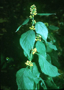 Zigzag goldenrod