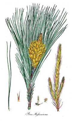 Pinus massoniana